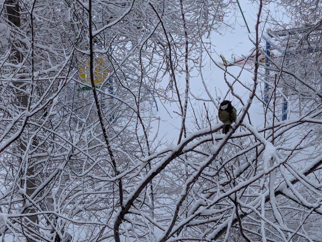 Синичка прилетела,с утра... - Андрей Хлопонин
