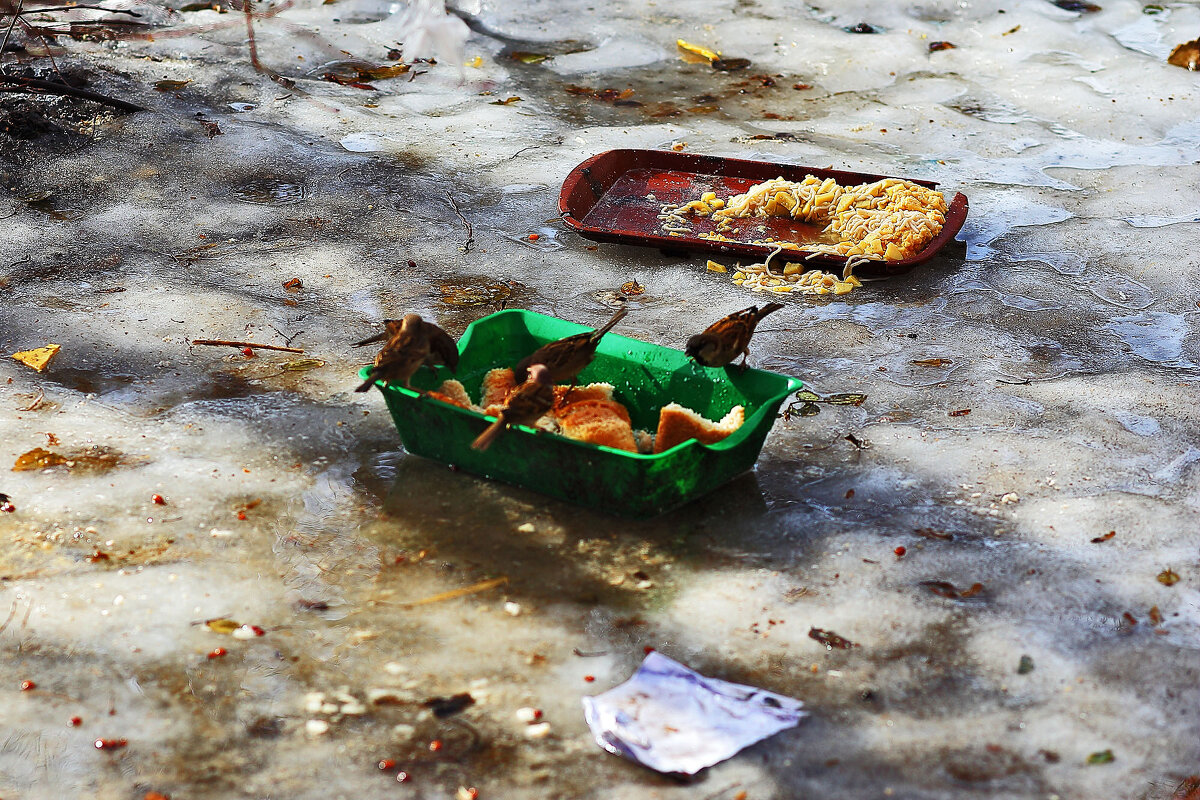 Кормушка - Юрий Гайворонскiий