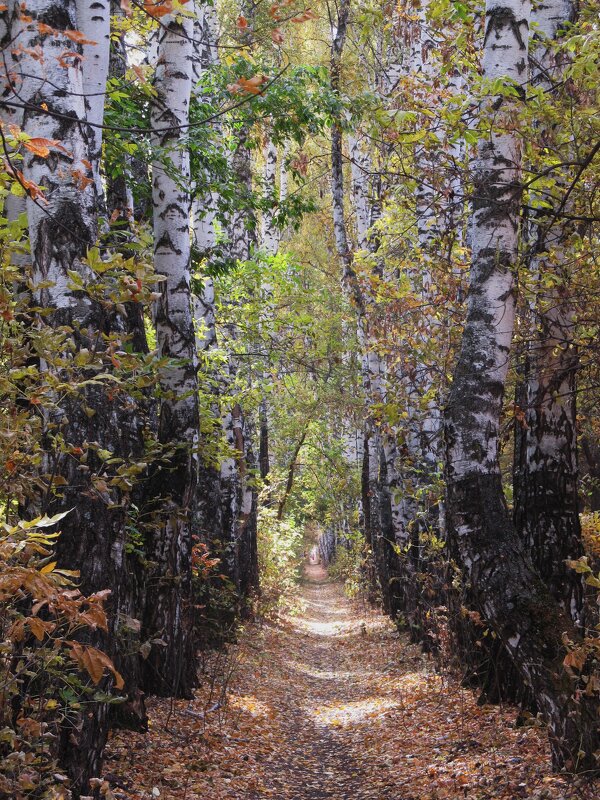 берёзовая аллея - Елена Шаламова