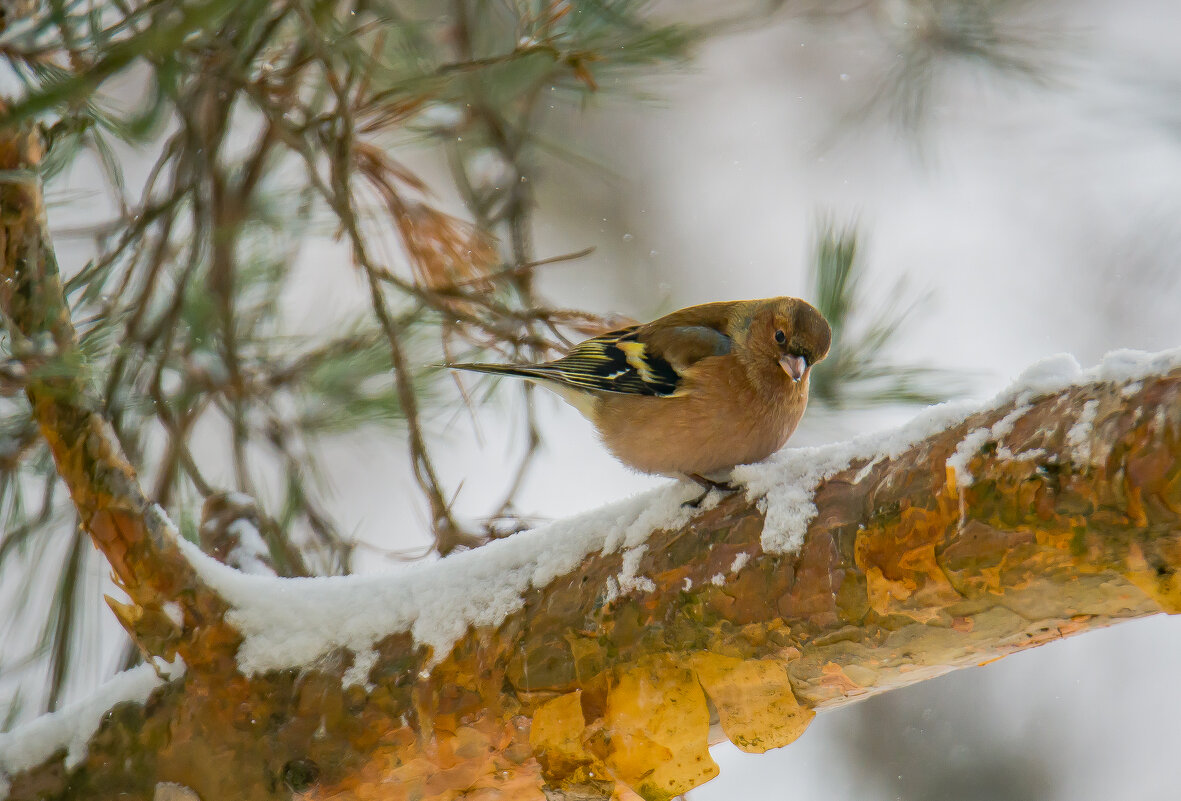 Вам поклон от Весны. - Sergey (Apg) Вам поклон от Весны. - Sergey (Apg)