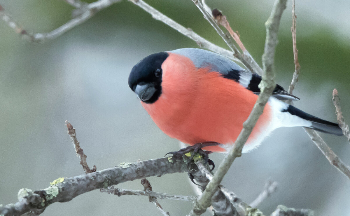 *** - Владимир Безбородов