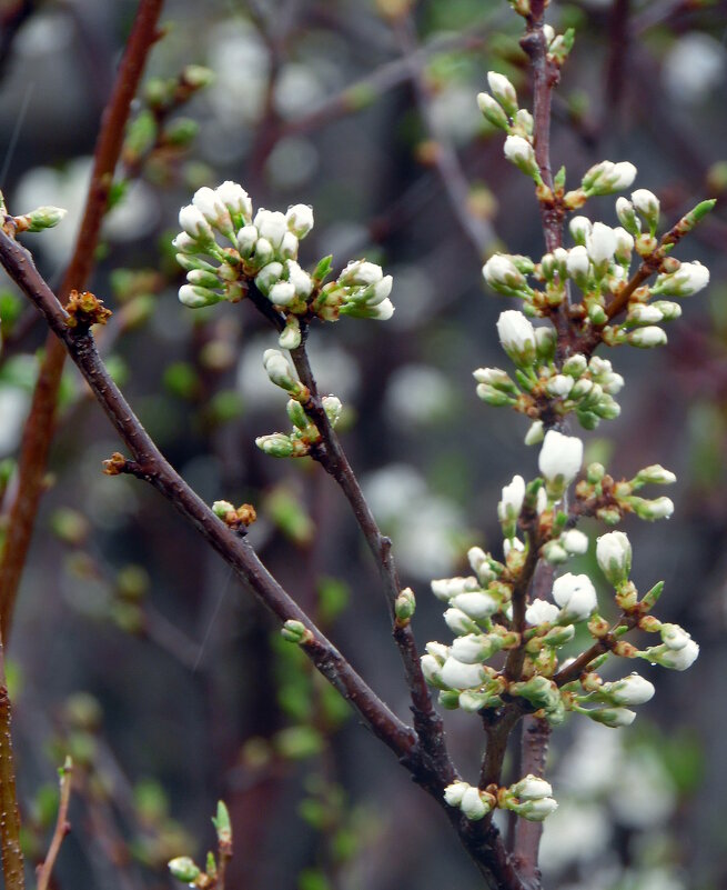 Весна будет ! - nadyasilyuk Вознюк