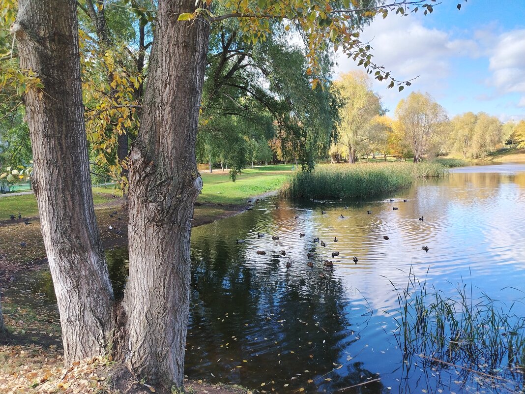 Самара. Воронежские озера летом - Надежда Самара. Воронежские озера летом - Надежда