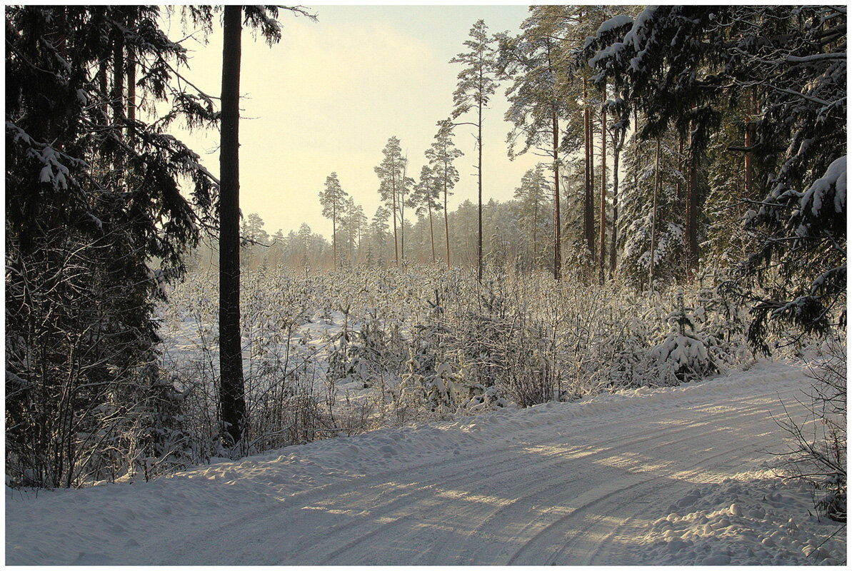 По лесной дороге - Aleksandr Gal По лесной дороге - Aleksandr Gal