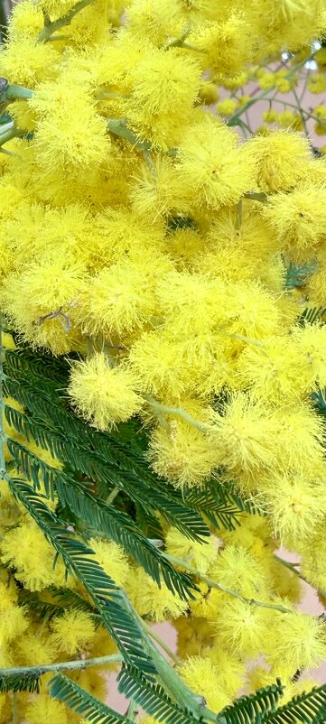 Цветы с выставки. - Pippa 