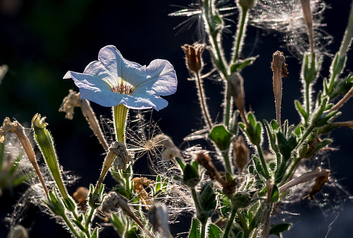 "Жизнь скоротечна" - Aleksandr .