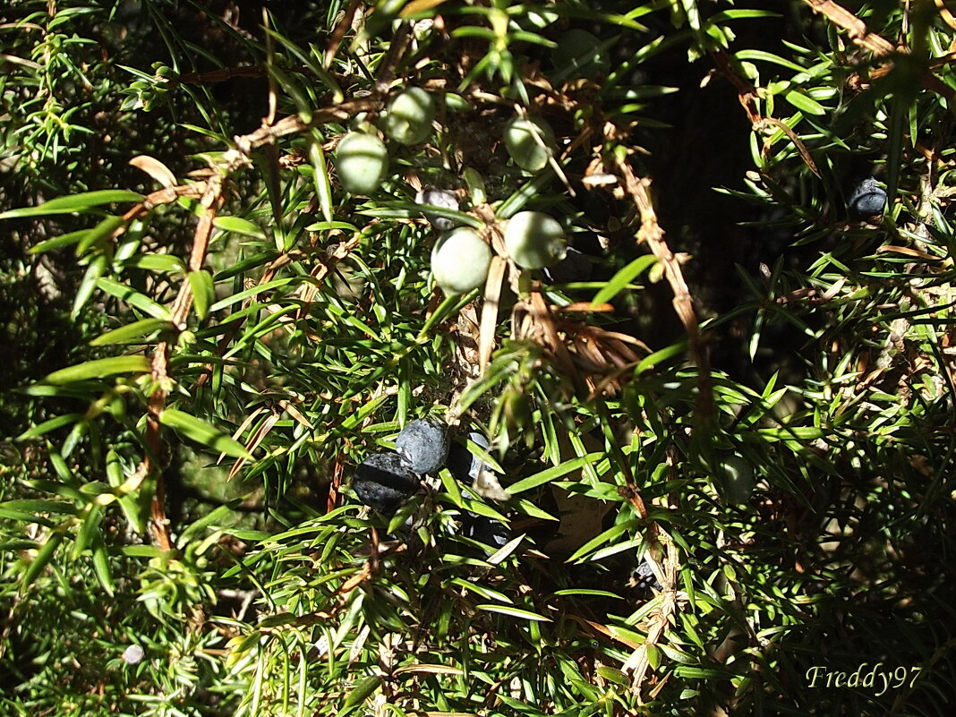 Можжевельник - Freddy 97