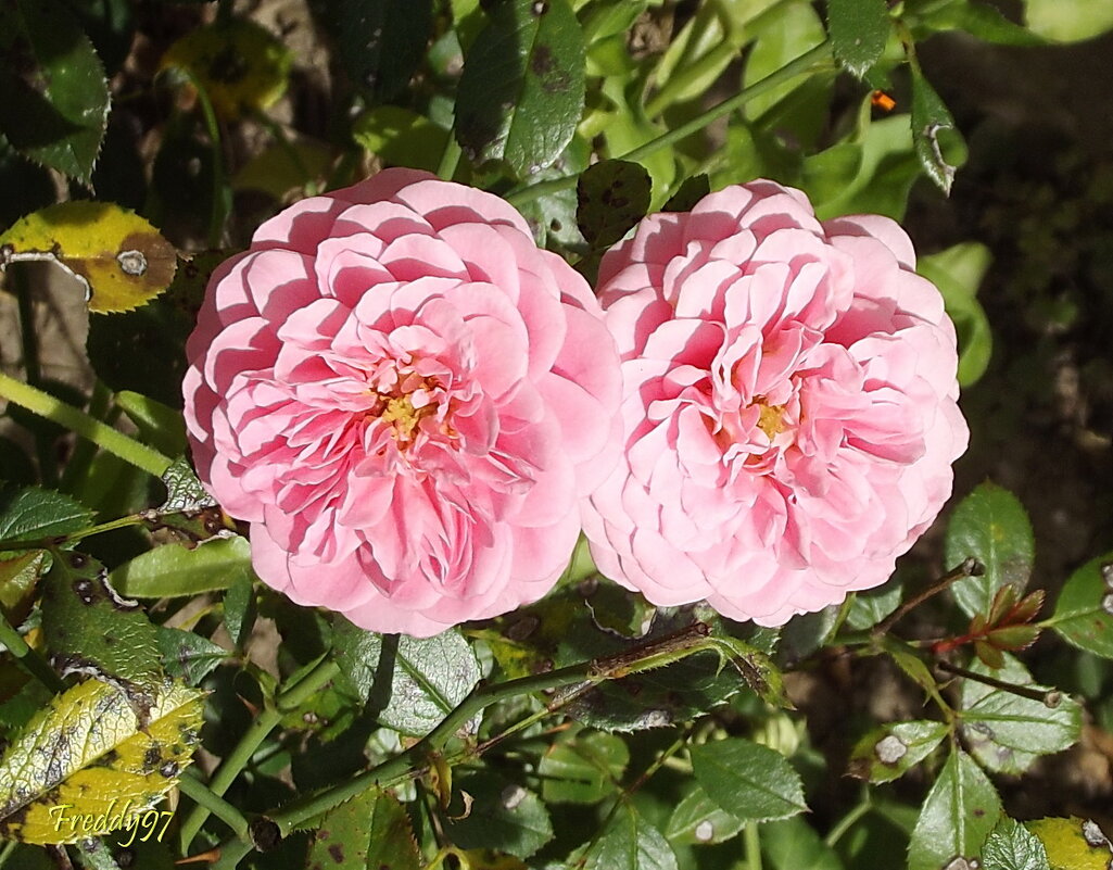 Розы - Freddy 97