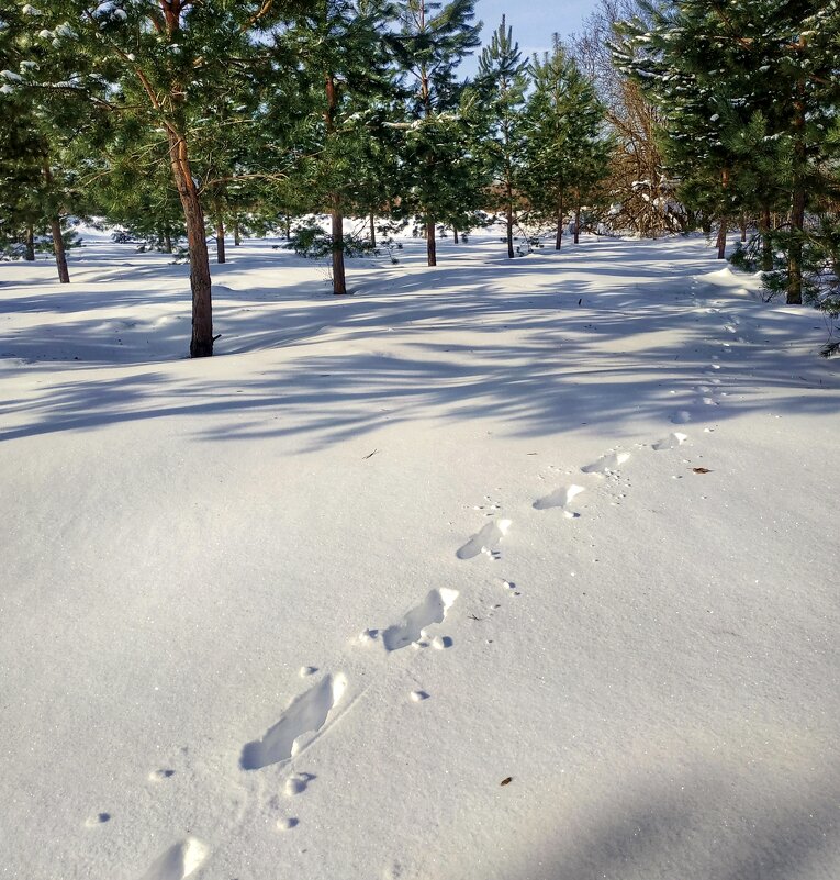 следы оставил какой-то зверёк - Валентина. .