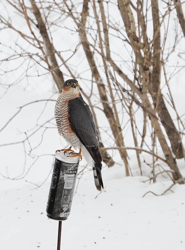 Ястреб - Мария К.
