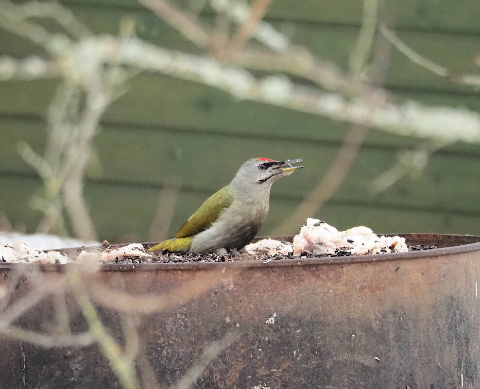Седой дятел - Мария К.