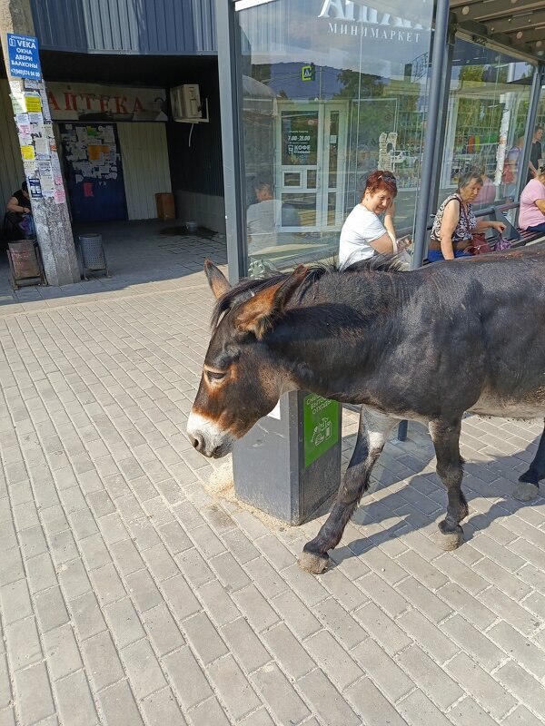 Осталась память об ослике Яше - Татьяна Пальчикова