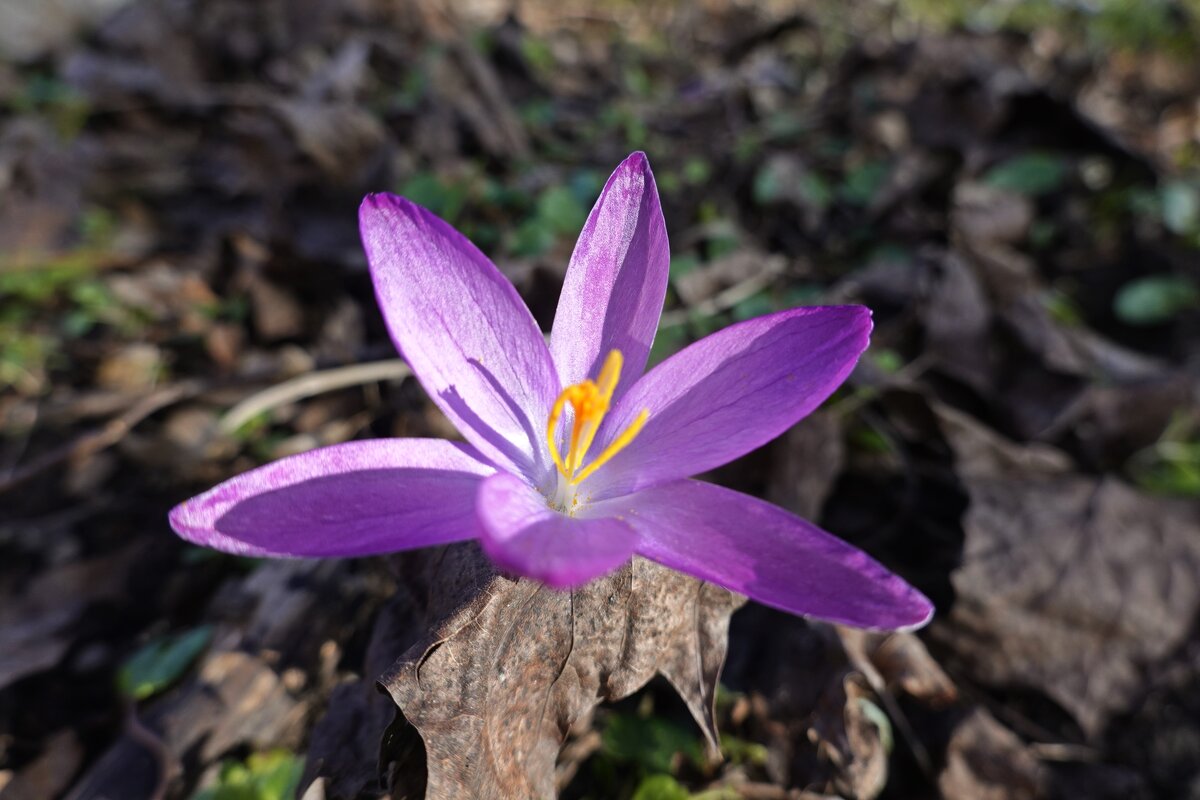 Ах, февральский подснежник, Лепесток голубой...... - Галина Ах, февральский подснежник, Лепесток голубой...... - Галина