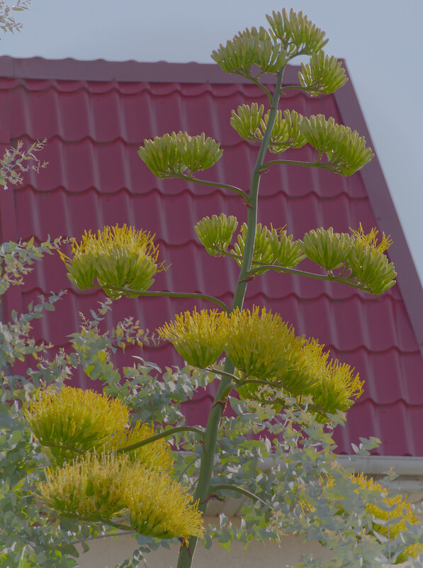 цветение агавы - Олег Кручинин