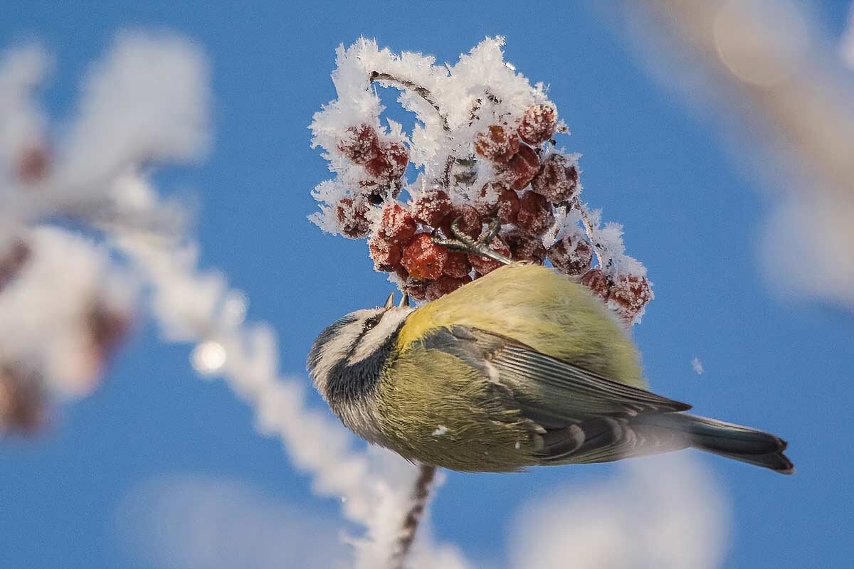Лазоревка. - Nikolay Lovec