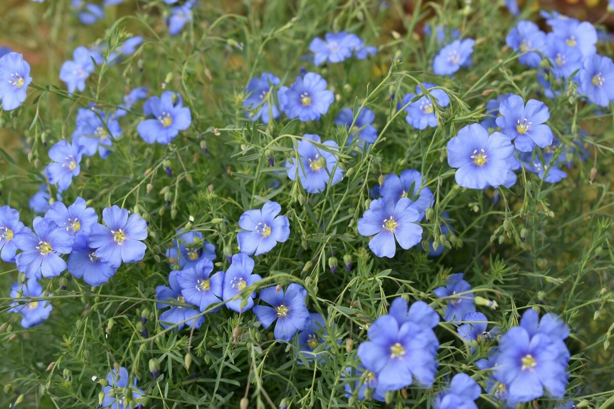 Лен - Дарья Шуклина