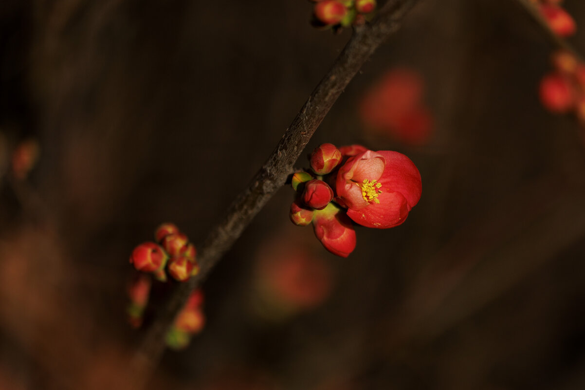 Скоро весна.... Начало - Светлана Тихонина