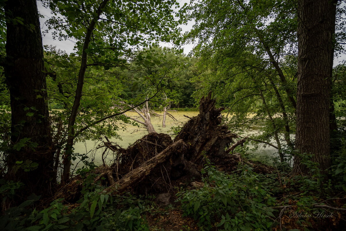 После урагана... - Николай Гирш После урагана... - Николай Гирш