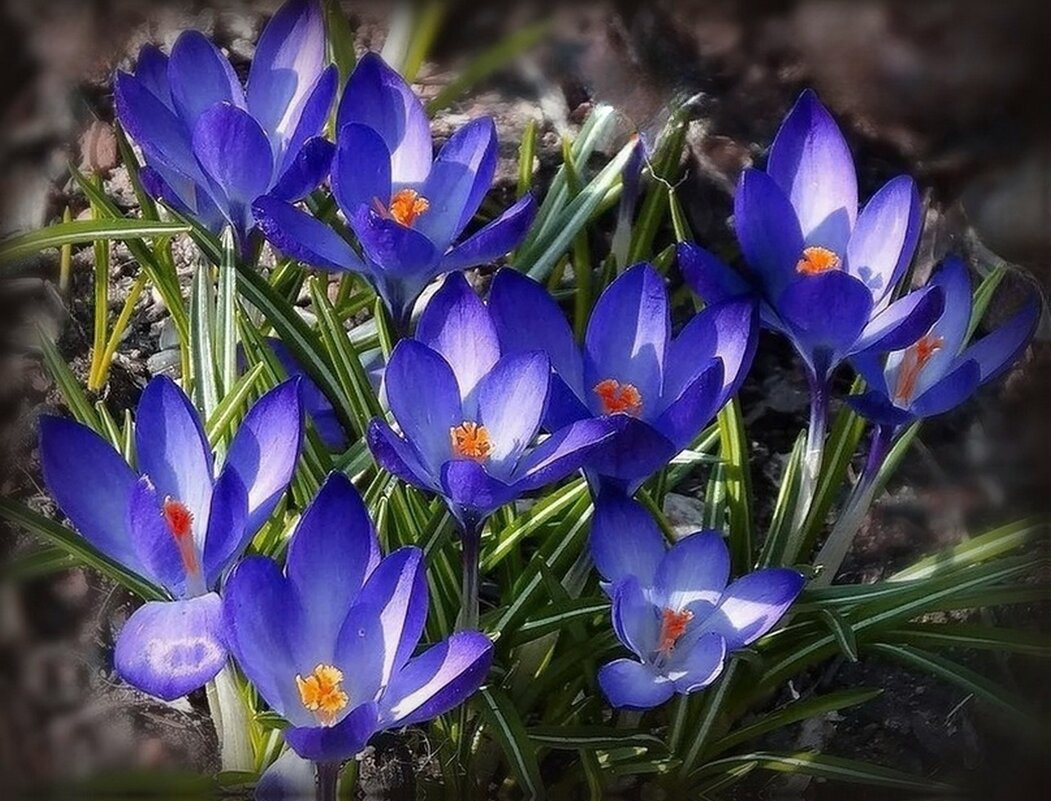 Первенцы весны.Крокусы. - Наталья ***