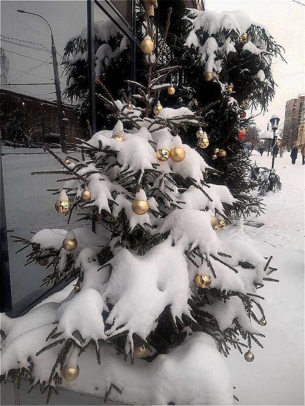 Новогодняя красавица в февральском снегу! - Нина Андронова