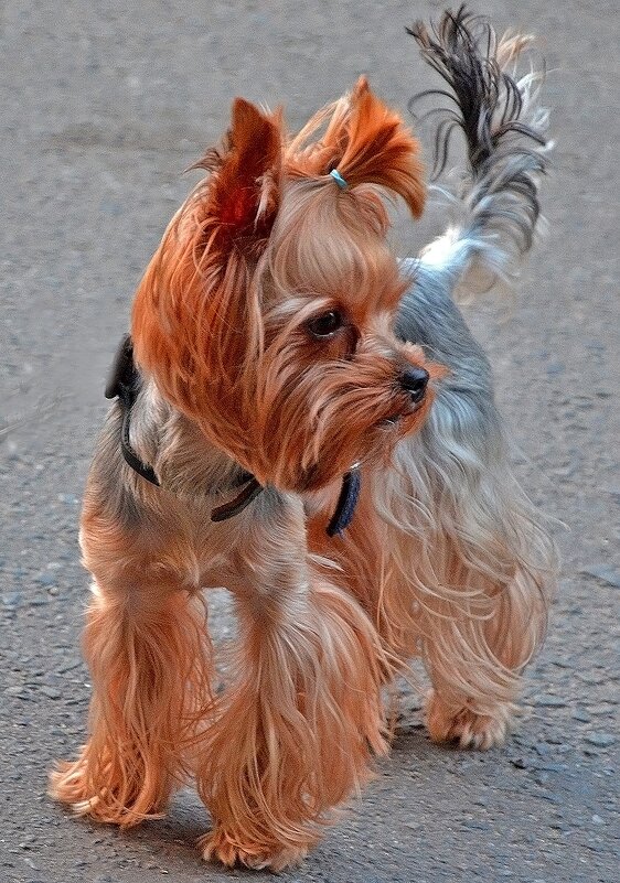 Позировать надоело! - Валентина  Нефёдова 