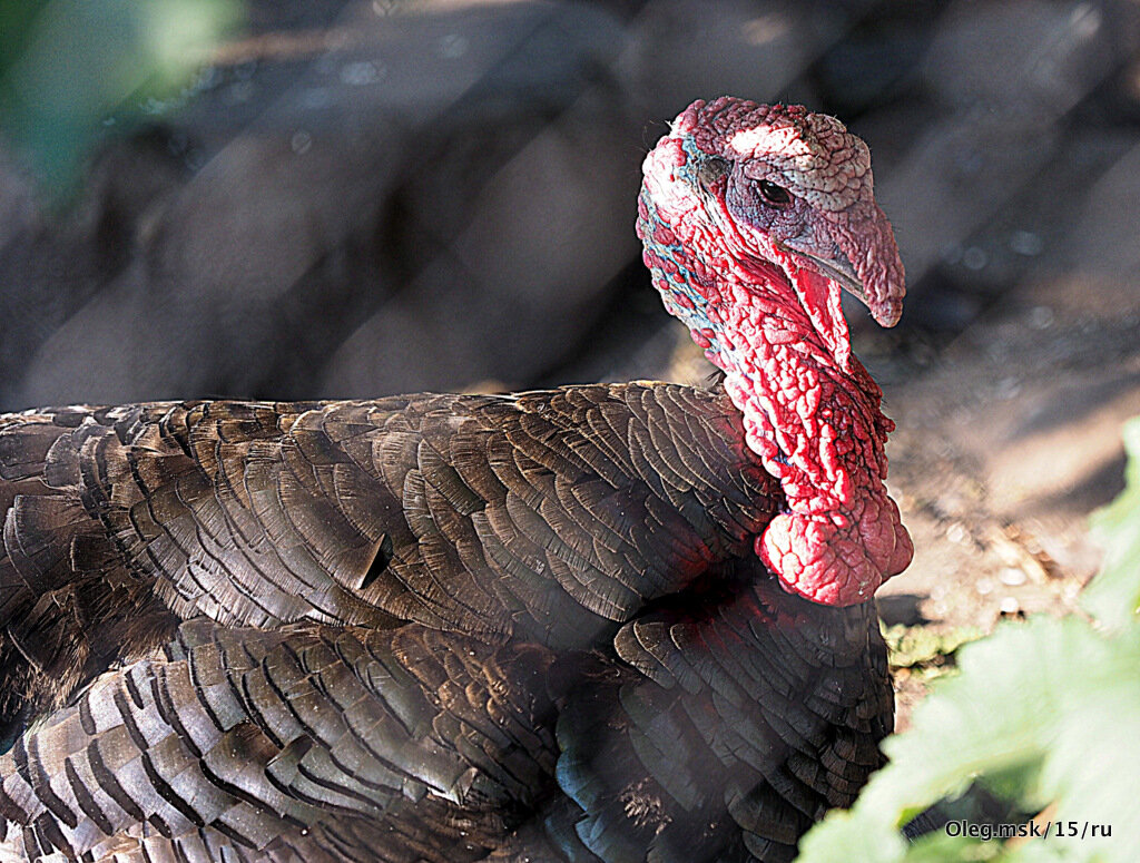 редкие особи в городе - Олег Лукьянов