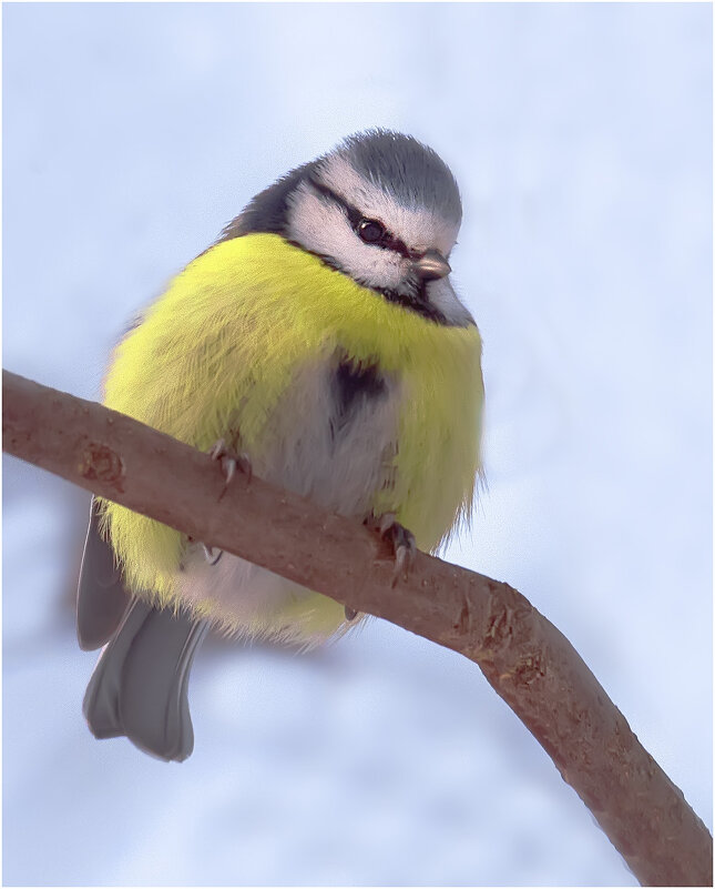 Лазоревка - Валентин Котляров