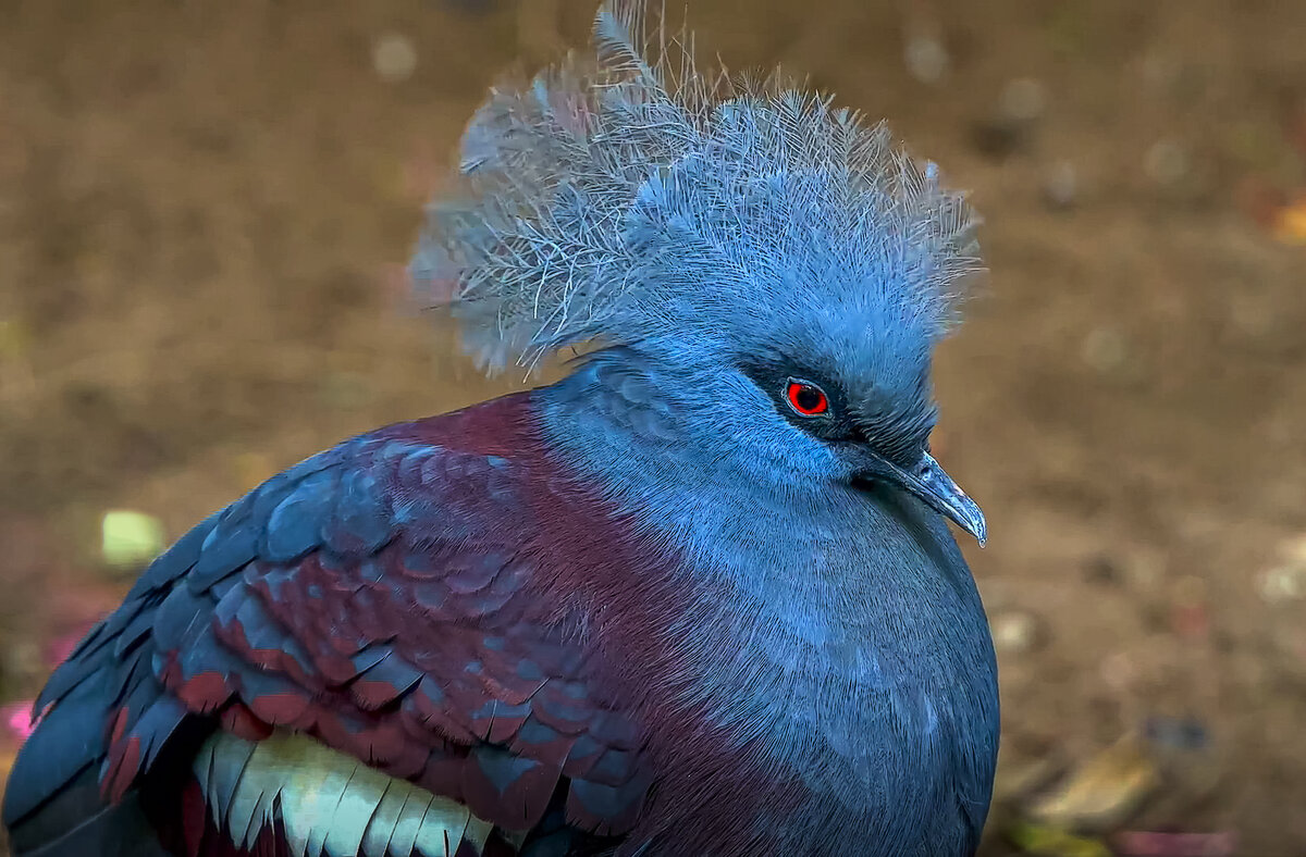 Веероносный венценосный голубь - Aleksey Afonin