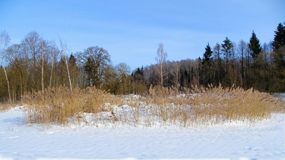 Зимний пейзаж. - Милешкин Владимир Алексеевич 