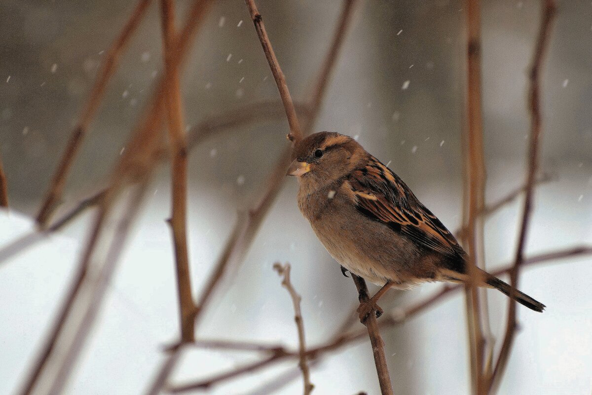 Совсем не весёлый воробей. - Татьяна Помогалова
