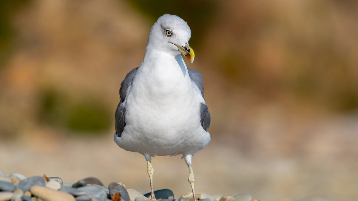 На морском берегу. Чайка. Фотосессия - Владимир Лазарев