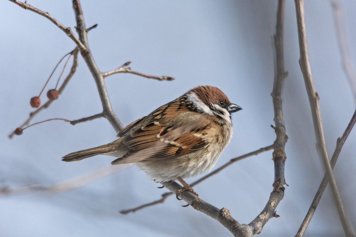 *** - Виктор Иванович Чернюк