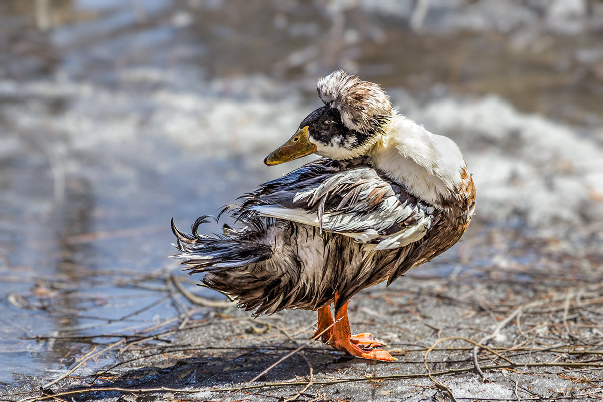 Хохлатая утка - SanSan 
