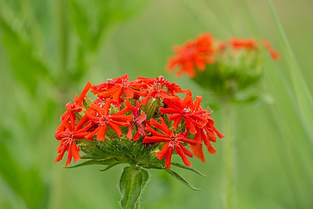 Зорька обыкновенная - Владимир Кириченко