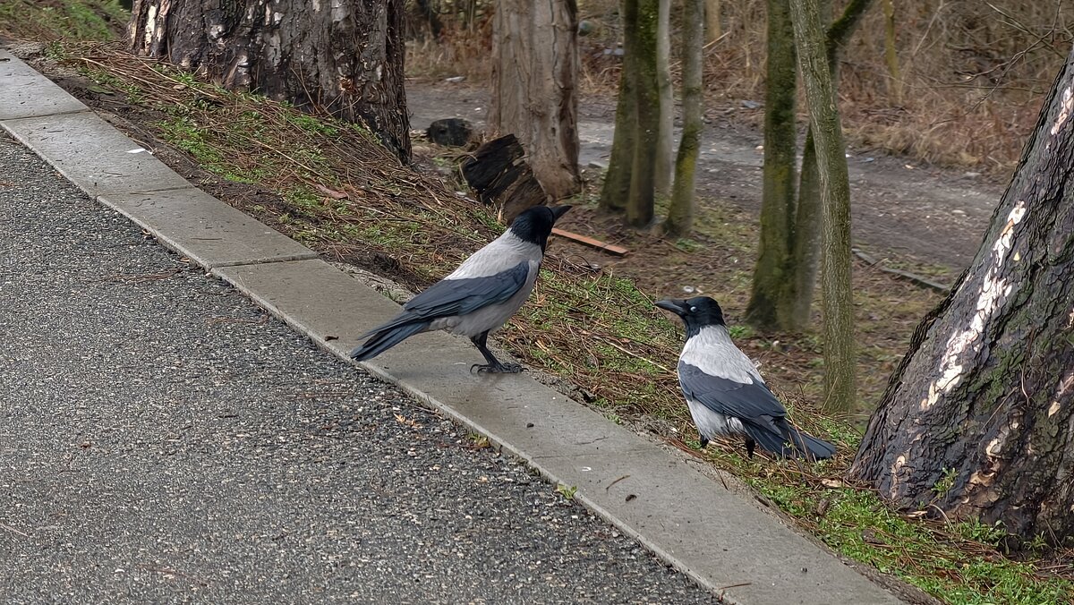Разговор двоих ворон - Мариша 