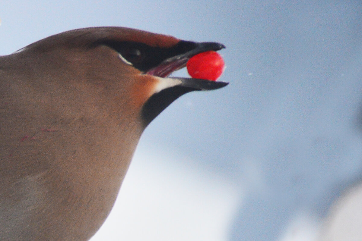 весенняя витаминка - леонид логинов весенняя витаминка - леонид логинов