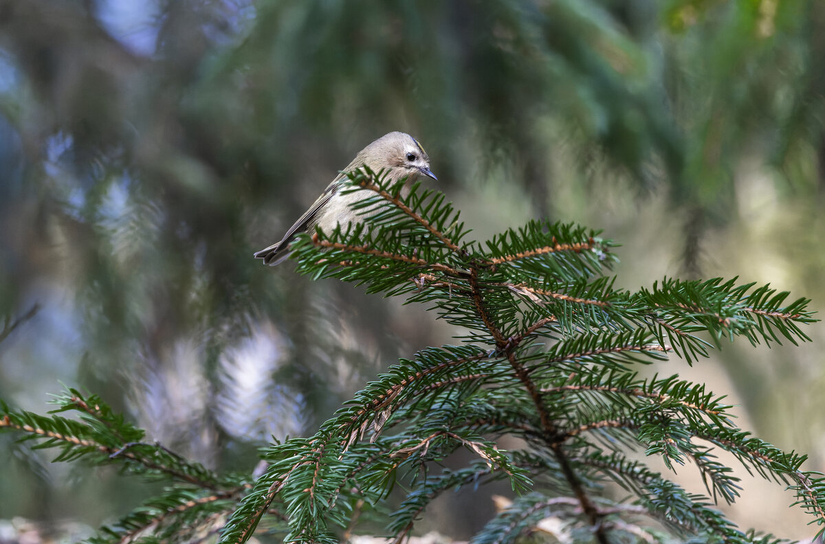 желтоголовый королек. - юрий макаров