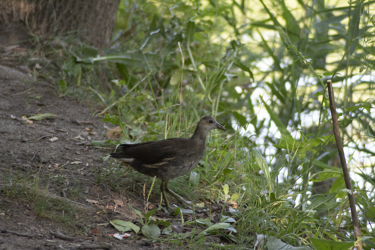 Болотная курочка. - Александр. AVG100 ---