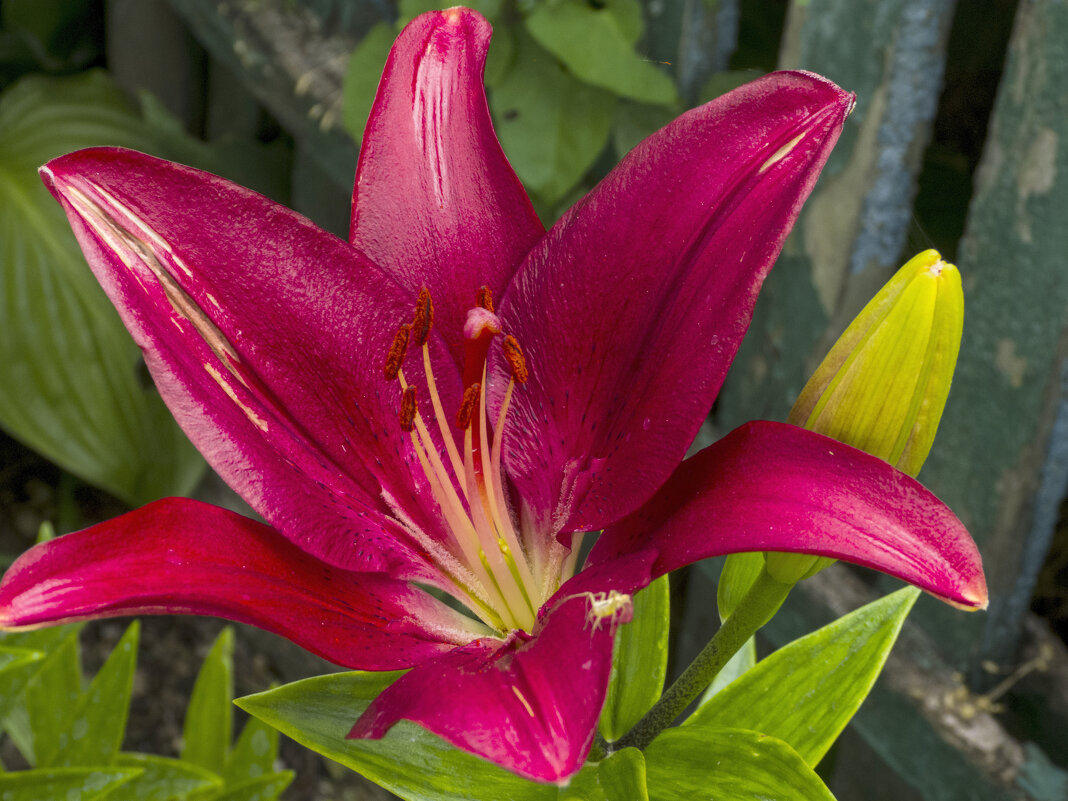 Наши  Лилии - Валентин Семчишин