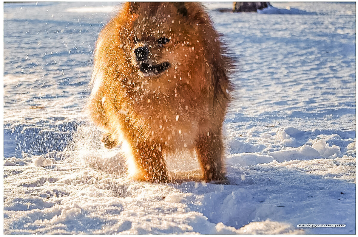 На зимней прогулке. - Михаил Курзанцев
