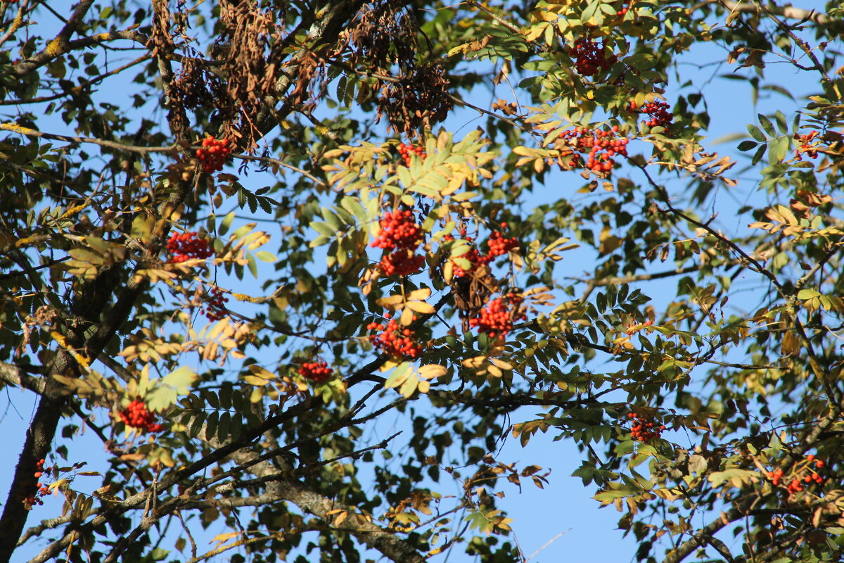 ОСЕННИЙ ЭТЮД С РЯБИНОЙ - Валентина 