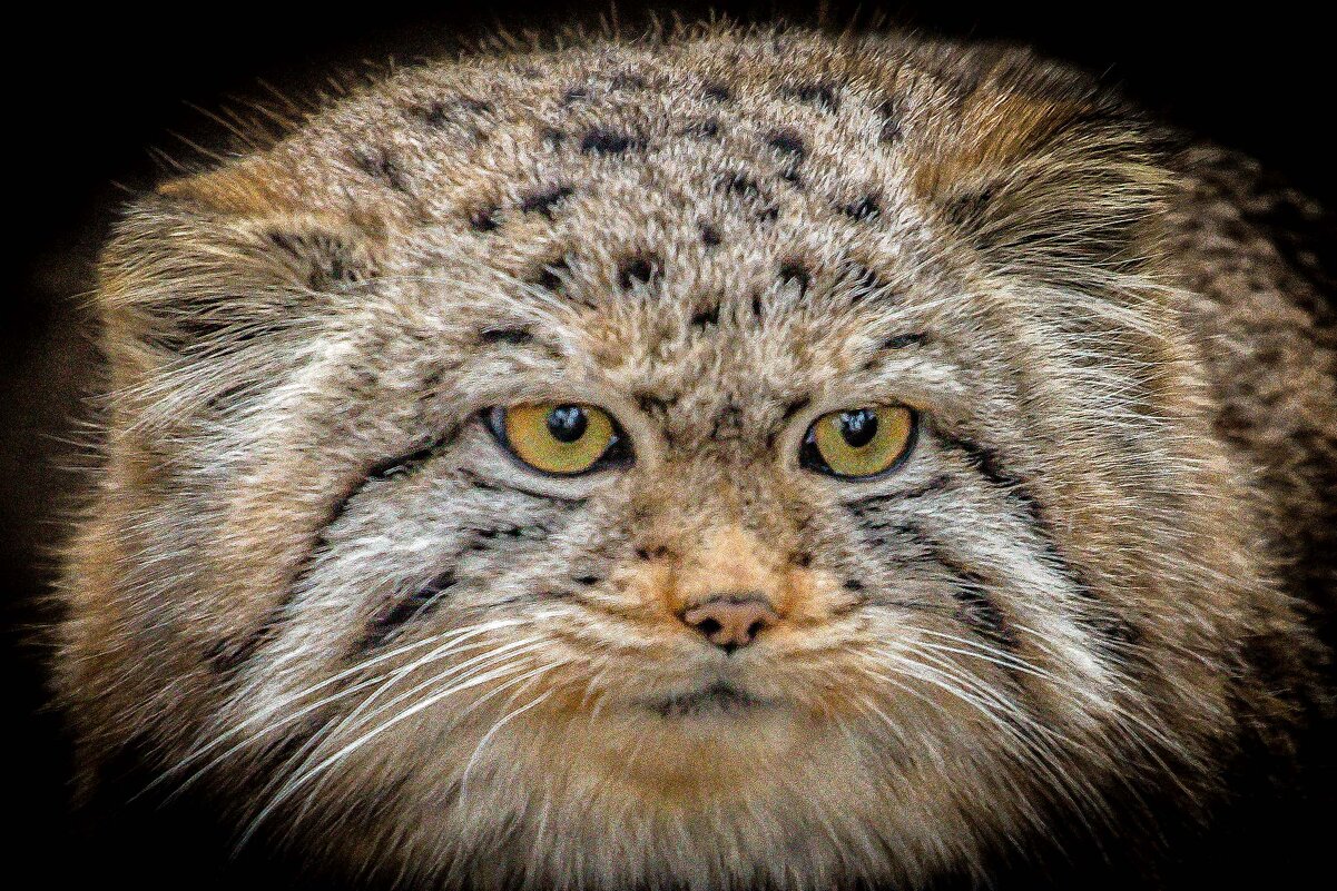 котёнок манул - Аркадий Лаптенко