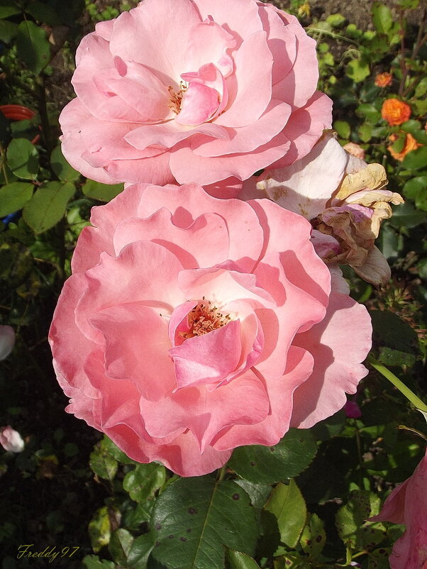 Розы - Freddy 97