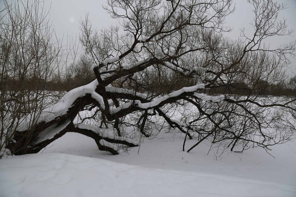 Старая ива - Танзиля Завьялова