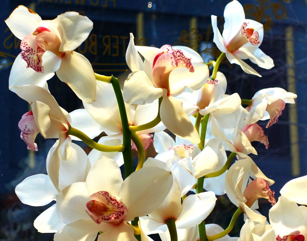 Орхидея Фаленопсис Белый каскад - Aida10 