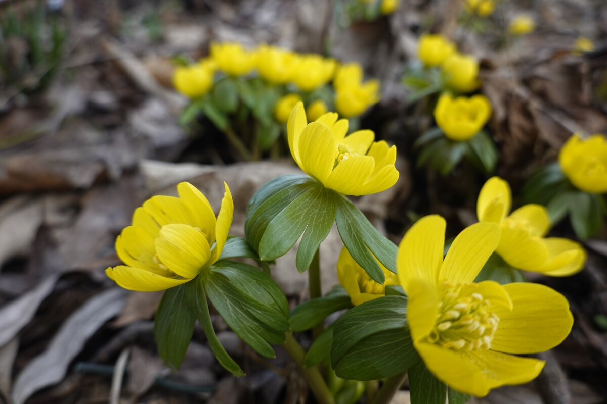"Как прекрасны первоцветы, Как они милы, просты..."... - Галина "Как прекрасны первоцветы, Как они милы, просты..."... - Галина