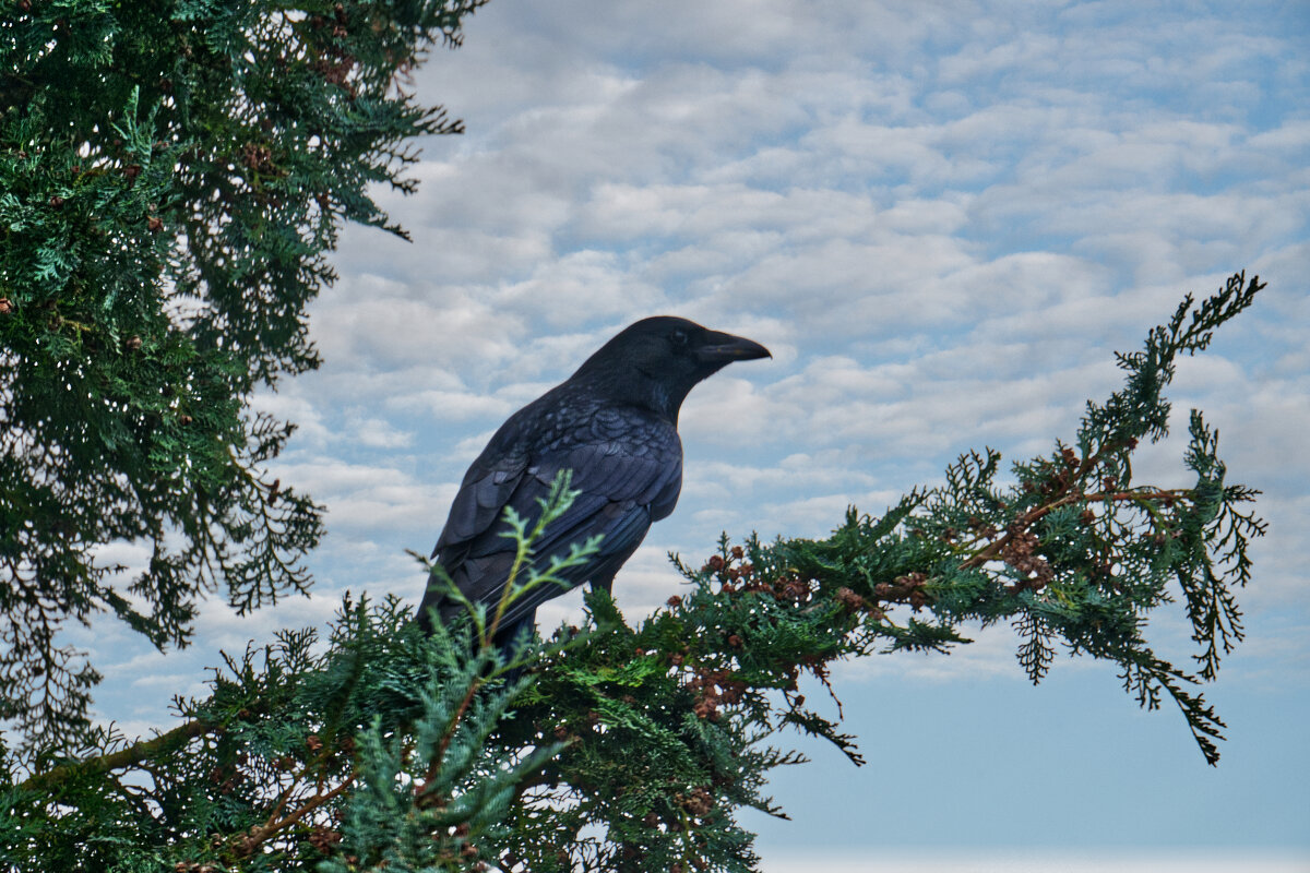 (°-°) - Jakob Dick