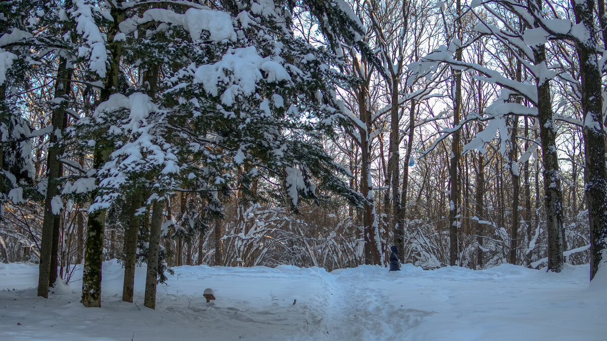 Прогулки в Зимнем Парке - юрий поляков
