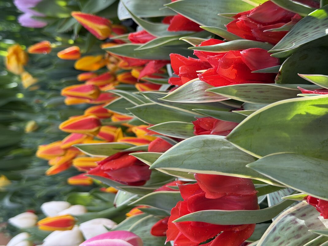 Буйство красок! - Pippa 