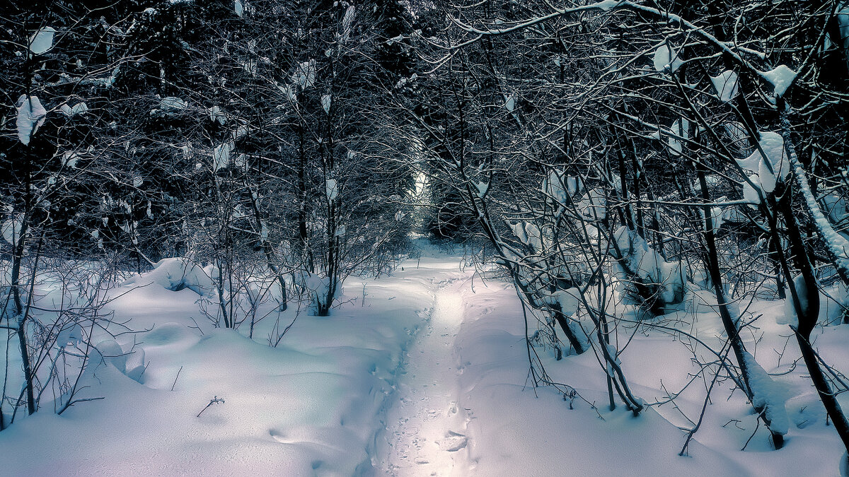 Февраль. В лесу. - Николай Феофанов